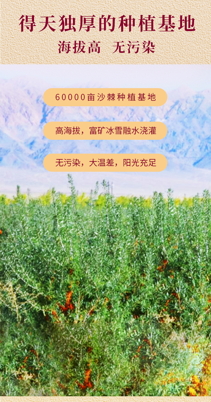沙棘红茶详情_02.jpg